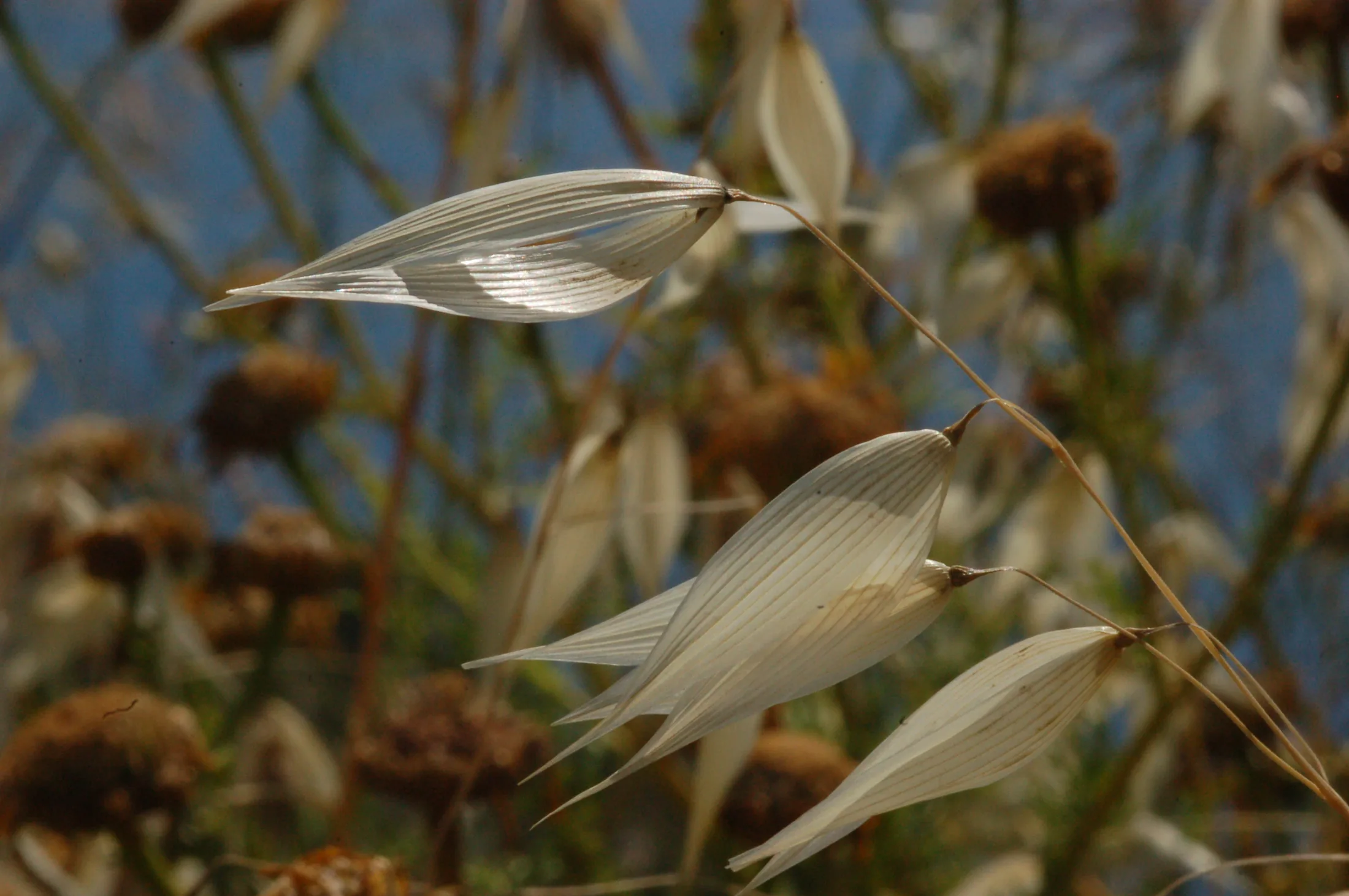 Flowers 6